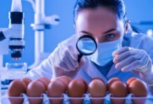 **Urgent Salmonella Warning: Recall of Eggs Linked to Illness Outbreak**